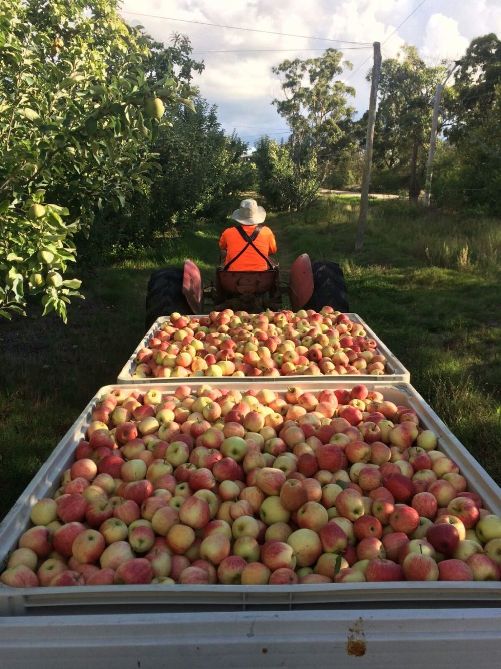 Seasonal workers during harvest season