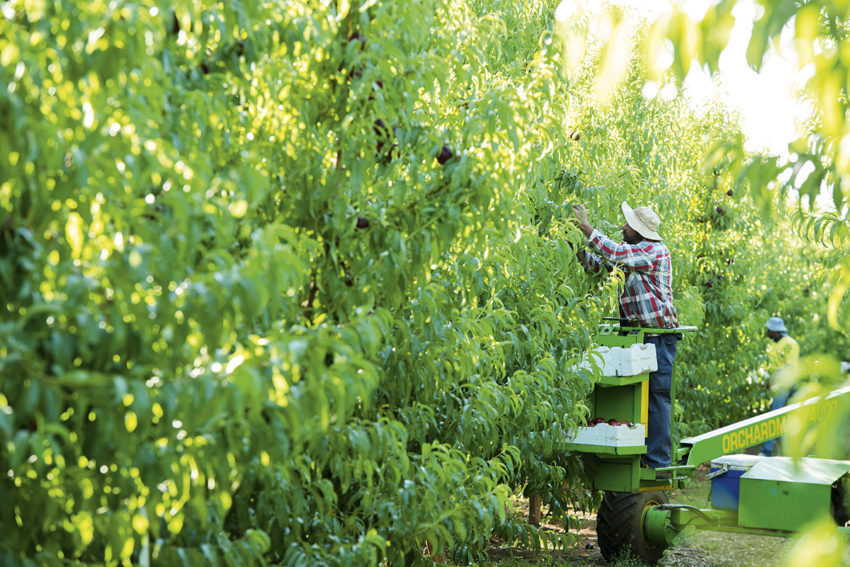 Seasonal workers at local farm